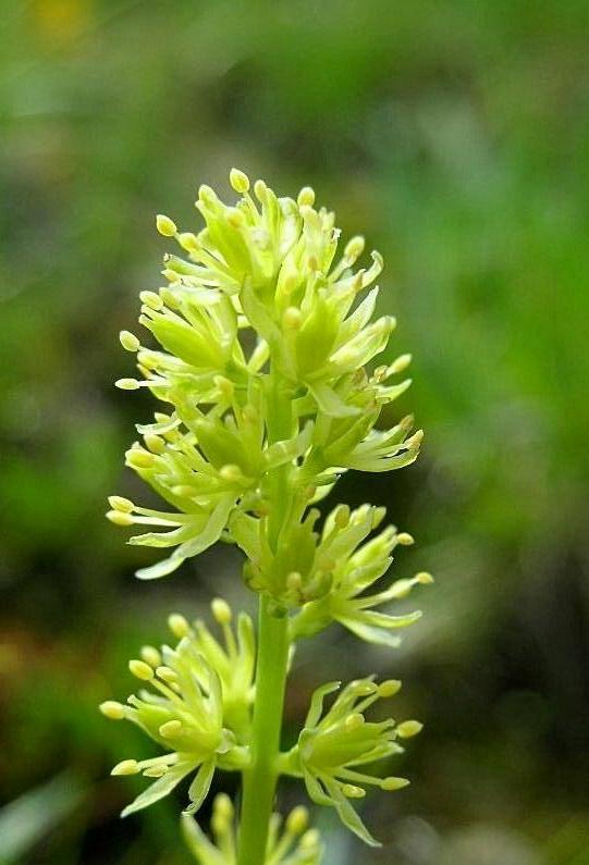 Tofieldia calyculata / Tajola comune